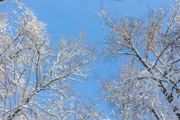 View up at the crowns of trees covered with snow against the sky, winter landscape