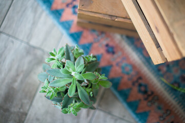 A green plant in a pot on a rug