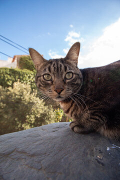 Gato callejero atigrado mirándome mientras le hago una foto con sus ojos claros sobre un muro del pueblo de Cadaqués bajo un cielo azul.
