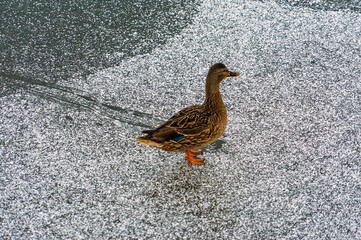 A duck slipped on ice in a freezing pond on a winter day.