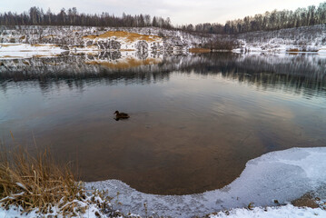 A duck swims alone on the water in a freezing pond on a winter day.