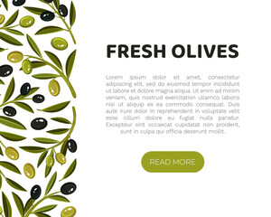 Olive Branches Banner Design with Green and Black Fruit Vector Template