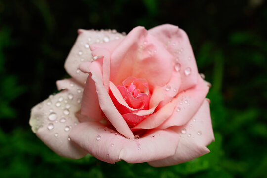 pink rose with water drops