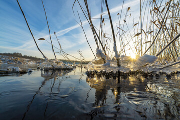 Ice figures of water in the reed bushes on the shore of the reservoir.
