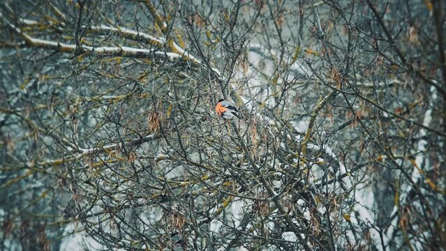 Bullfinches sit on a tree branch and eat dry seeds during a snowfall