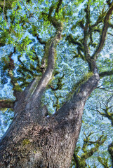 Beautiful tree branches along the road to Daintree National Park, Queensland - Australia