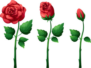 Fototapeta premium Rosebud on stem with leaves, romantic flower on transparent background