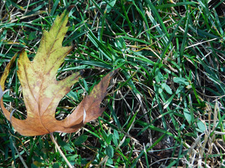 Orange maple leaf on grass.