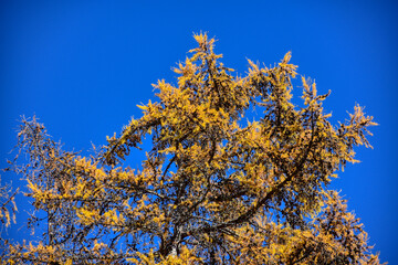 Lärche, Baum, Herbst, Nadeln, Kreislauf, Jahreskreislauf, Jahreszeit, Wald, Klima, Klimawandel, CO2, Stamm, Baumstamm, Ast, Äste, Zweig, Zweige, Natur, Winter, natürlich, gelb, gold, blau, Himmel