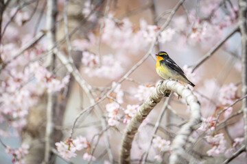 北海道の春、キビタキと桜