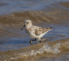 Semipalmated Sandpiper in the surf at Jekyll Island South Beach