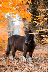 pony among autumn leaves in the forest