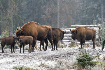 Wisent