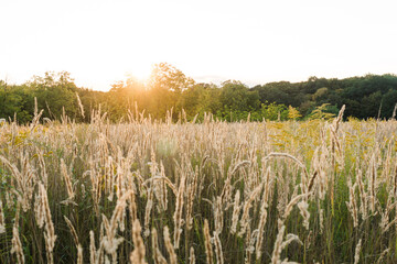 Calamagrostis arundinacea at sunset field. Bushgrass grass inflorescence. Copy space of the setting sun rays on horizon in rural meadow.