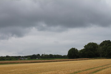 Fototapeta premium Bewölkter Himmel über dem landwirtschaftlichen Bereich. Natürlichen Umgebung. Sommerlandschaft. Kulturpflanzen. Vor der Weizenernte. Landschaftsbild. Äste und üppiges Laub. Tageslichtfoto.