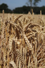 Fototapeta premium Landwirtschaftlicher Bereich. Natürlichen Umgebung. Sommerlandschaft. Kulturpflanzen. Vor der Weizenernte. Landschaftsbild. Äste und üppiges Laub. Tageslichtfoto. Goldenes Müsli. Garbe Weizen.
