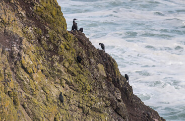 Cormorants on the cliffs of  Yaquina Head, Oregon, US