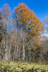 the beginning of autumn, nature walks, panoramic views of the mountains, hiking trails and recreation in the mountains.*