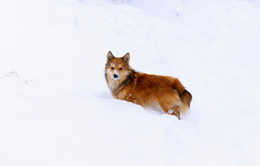 Portrait of a beautiful, red dog who walks in the snow and carefully looks into the lens