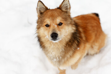 A portrait of a furry, red-haired dog who sits in the snow and looks closely into the lens. Focus on the nose