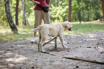 Training a puppy of a golden retriever in the park on a special area for dogs. Cynologist trains a golden retriever in the park in summer. white golden retriever in the park with dog handler.