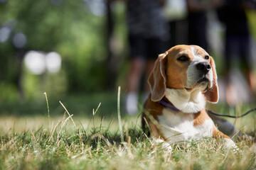 Beagle dog sit in the Grass. amazing portrait of young cute beagle dog in summer fresh grass....