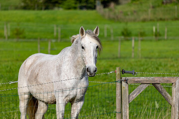Fototapeta premium Horse standing on pasture, with electric fences, green grass and white animal.