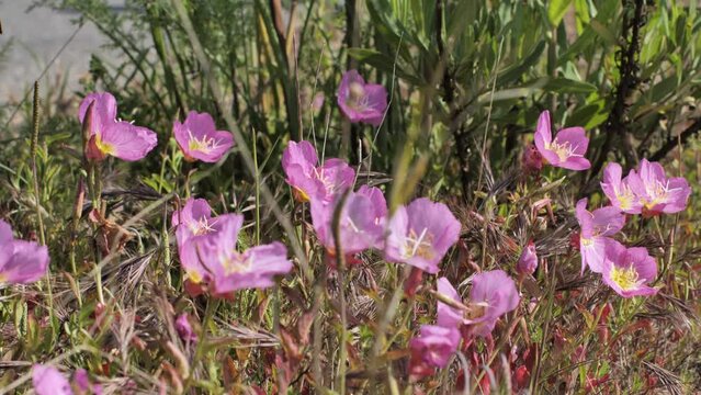 South of France vegetation purple flowers France sunny day Laurus nobilis plant
