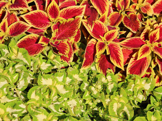 texture of plants in the design of city parks