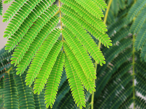 texture background of green leaves of exotic tree