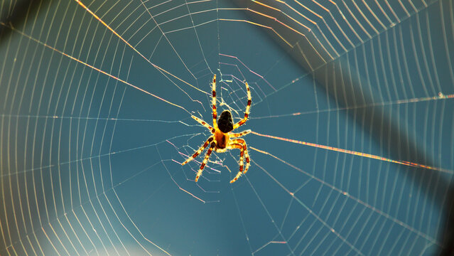 unusual spider weaves a web at sunset background