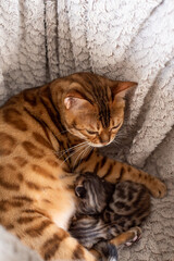 portrait of a cat with kittens