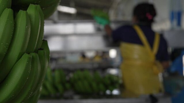 bananas verdes reci&eacute;n mojadas trabajador al fondo en c&aacute;mara lenta