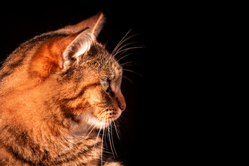 Beautiful cat with colorful eyes, looking curious and funny.