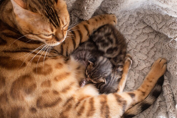 bengal cat with kittens