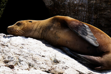 Lone Sea Lion Sleeping On Rock Monterey Bay California