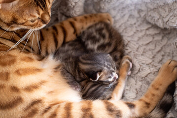 bengal cat with kittens
