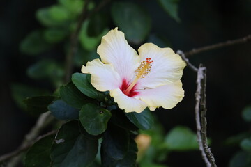 pink and white flower