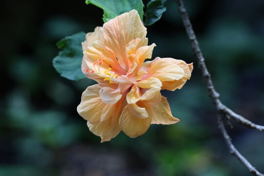 Closeup Of Orange Flower With Bugs Crawling On It