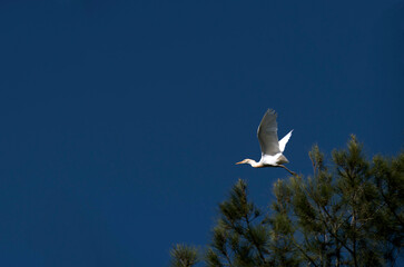 Cattle Egret (Bubulcus ibis)