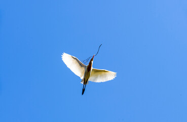 Cattle Egret (Bubulcus ibis)