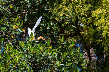Cattle Egret (Bubulcus ibis)