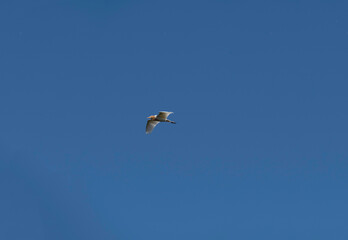 Cattle Egret (Bubulcus ibis)