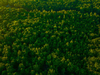 Fototapeta na wymiar View of the forest from the drone. Concept of forest and trees from the air. Taking care of the environment.