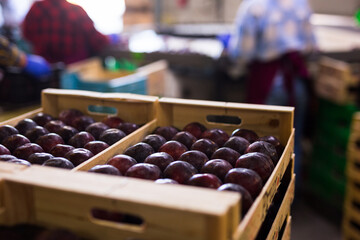 Closeup of freshly harvested ripe organic purple plums in wooden crates stacked in storage...