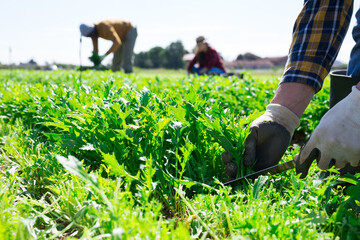 Male hands picking organic arugula on farm field