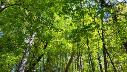 green leaves in the forest