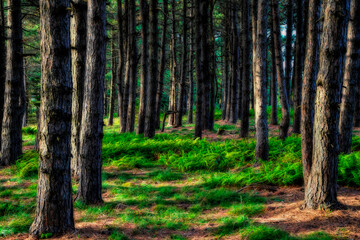 Forest floor under the pine trees