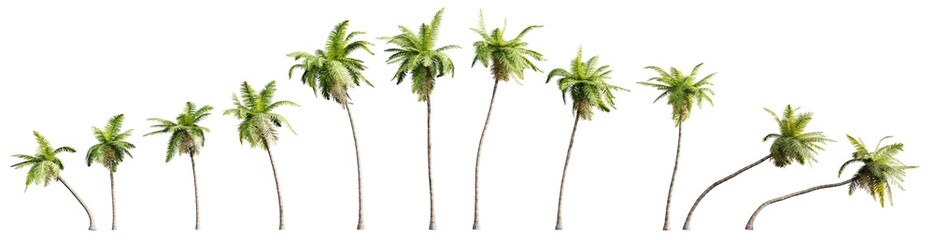 Collection of coconut trees isolated on transparent background. Realistic 3D render. - 553853616