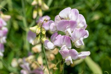Pink sweet pea (lathyrus odoratus) flowers in bloom